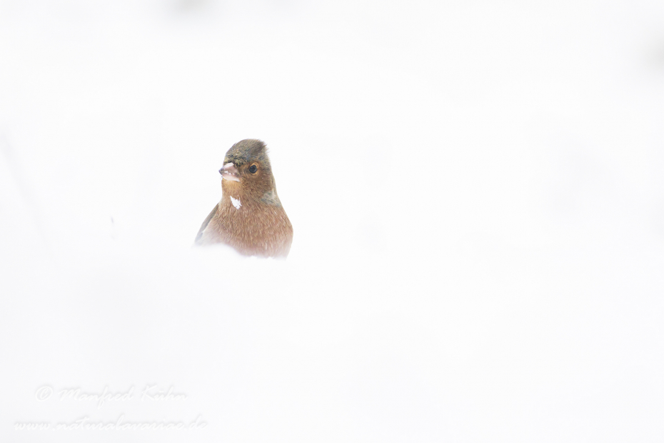 Buchfink ()_0084
