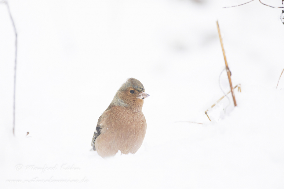 Buchfink ()_0086