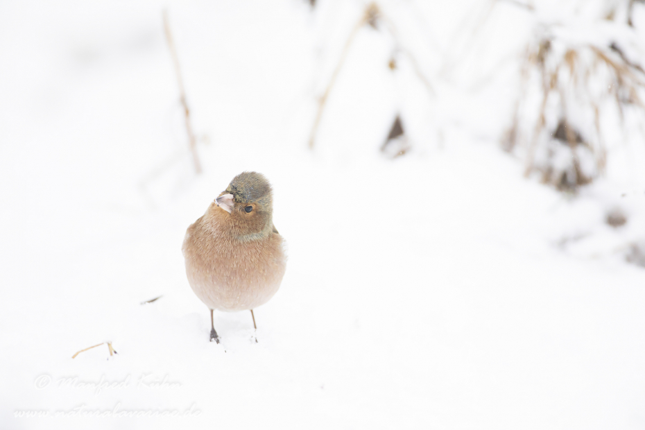 Buchfink ()_0089