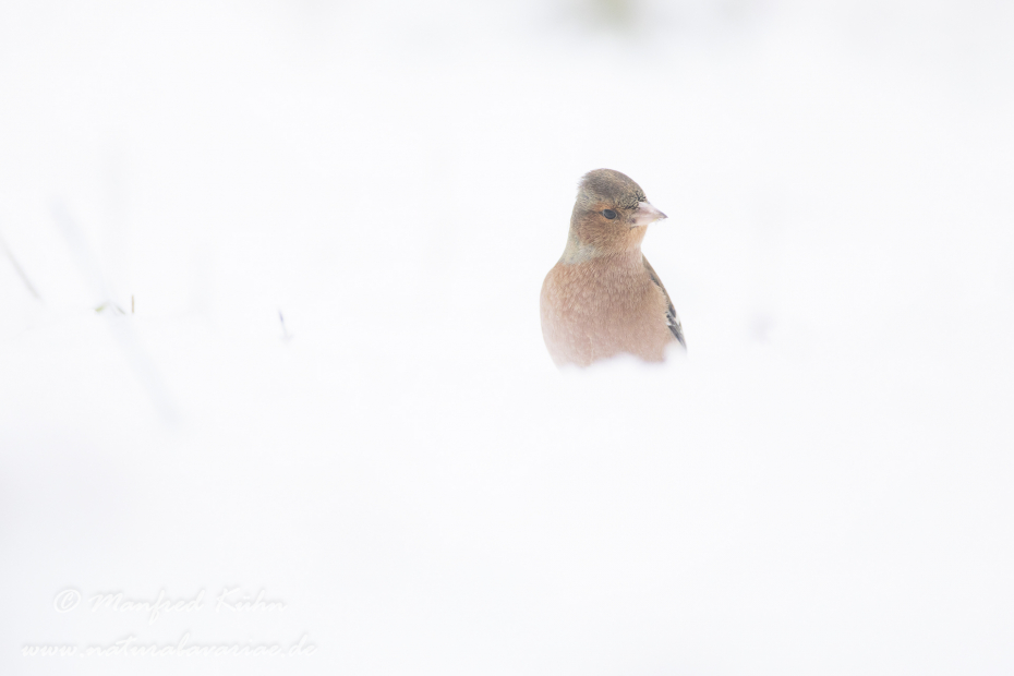 Buchfink ()_0092