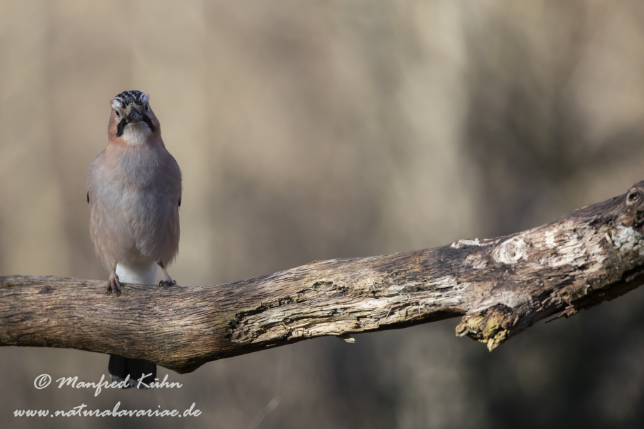 Eichelhäher ()_0095