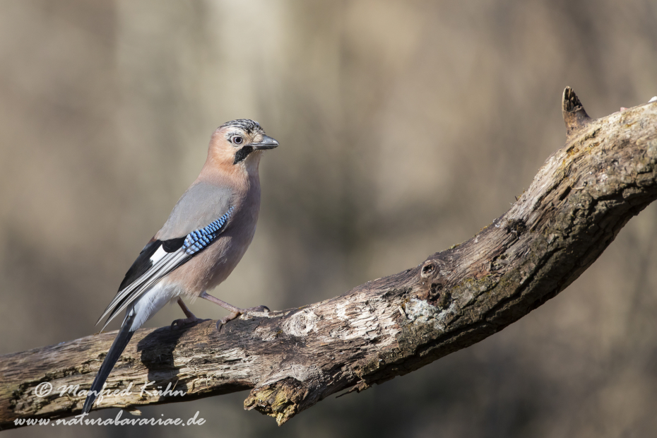 Eichelhäher ()_0096
