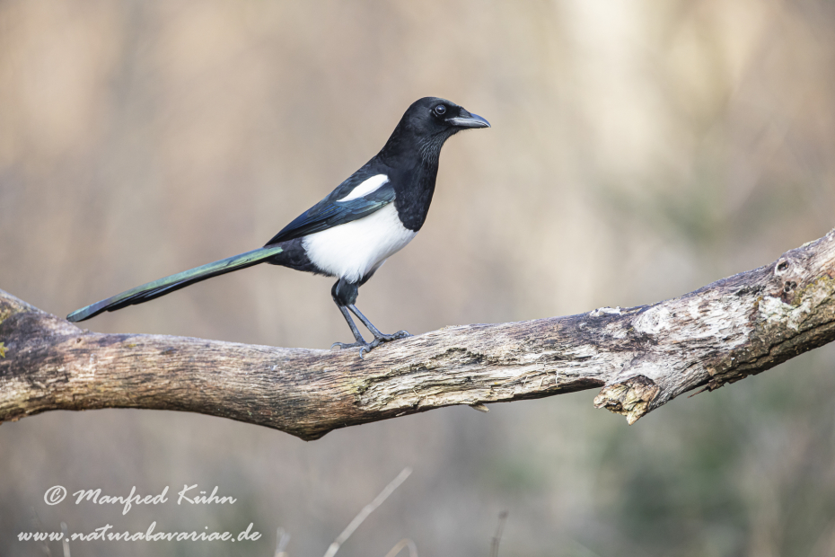 Elster ()_0026