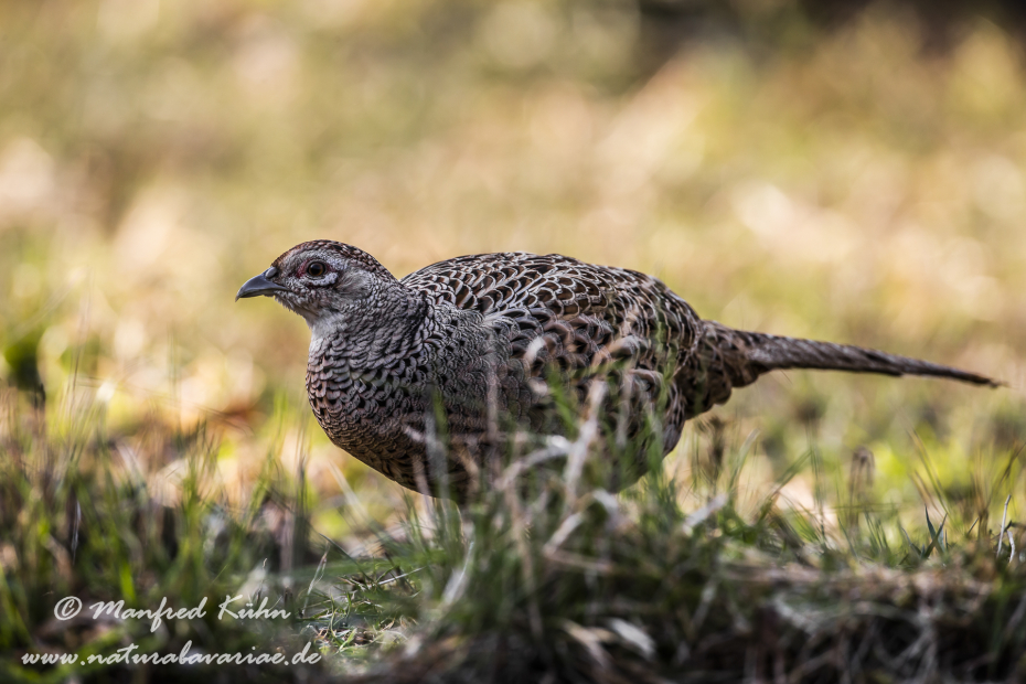 Fasan (Jagdfasan)_0014