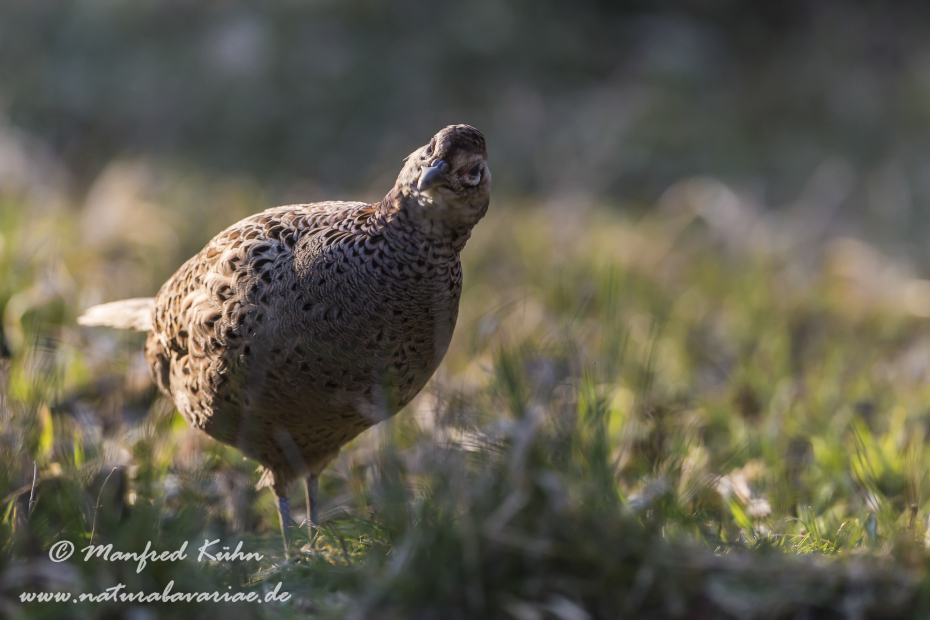 Fasan (Jagdfasan)_0015