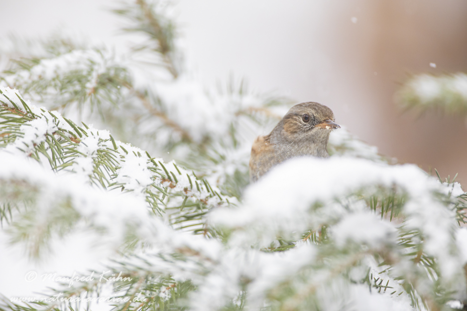 Heckenbraunelle ()_0071