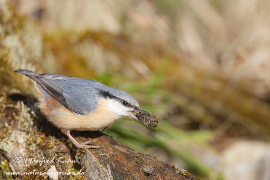 Kleiber ()_0080