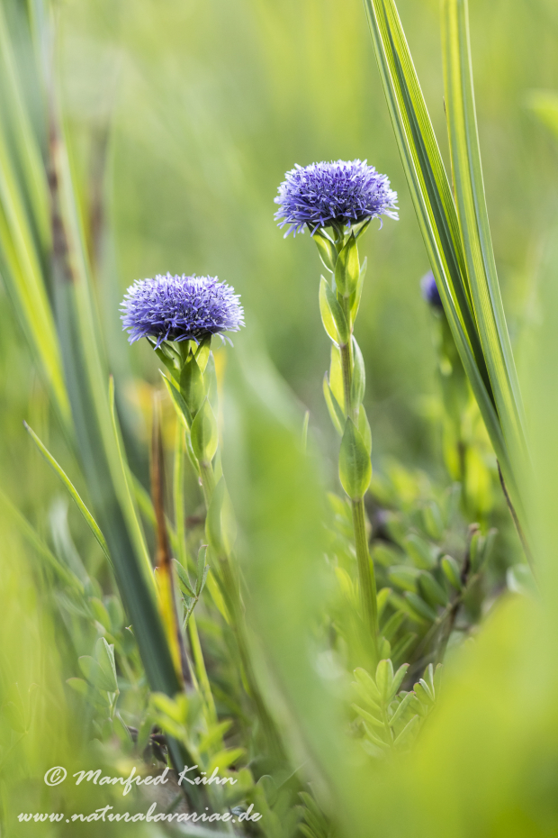 Kugelblume (Echte)_0016