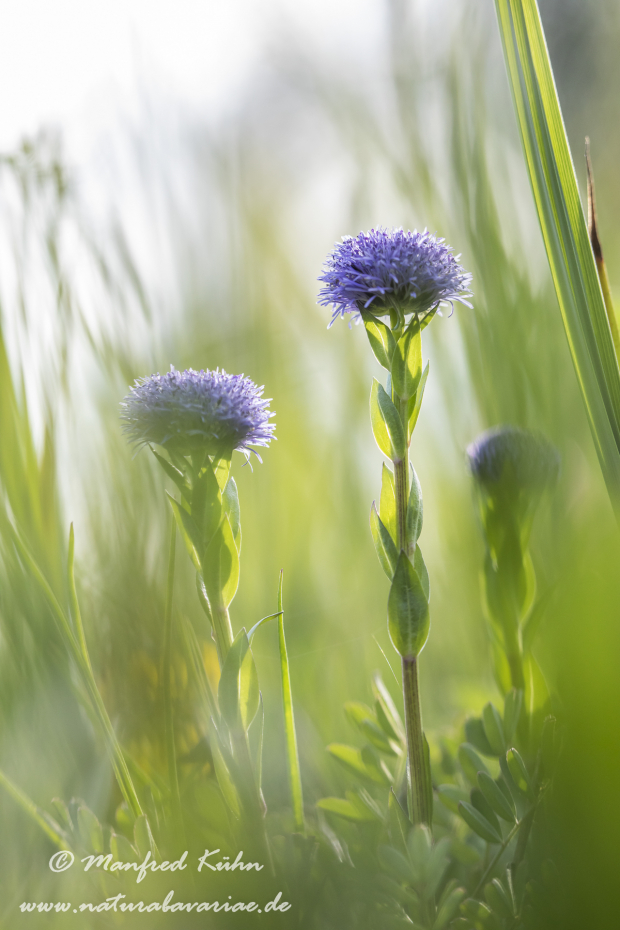 Kugelblume (Echte)_0017