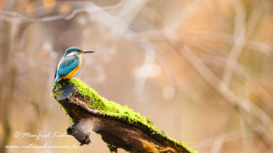 Eisvogel ()_0063