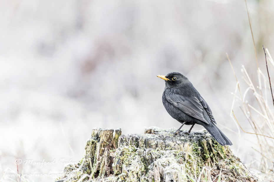 Amsel ()_0087
