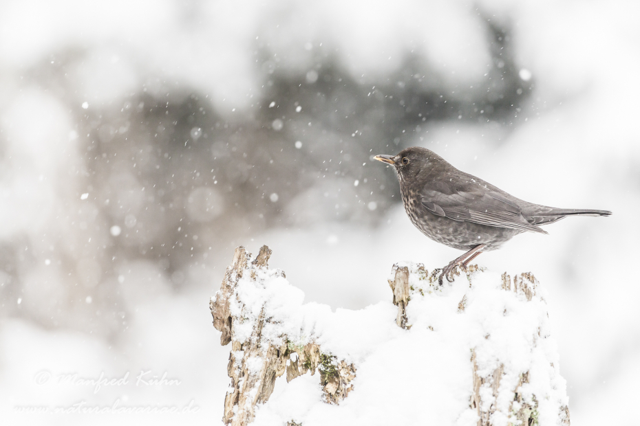 Amsel ()_0090
