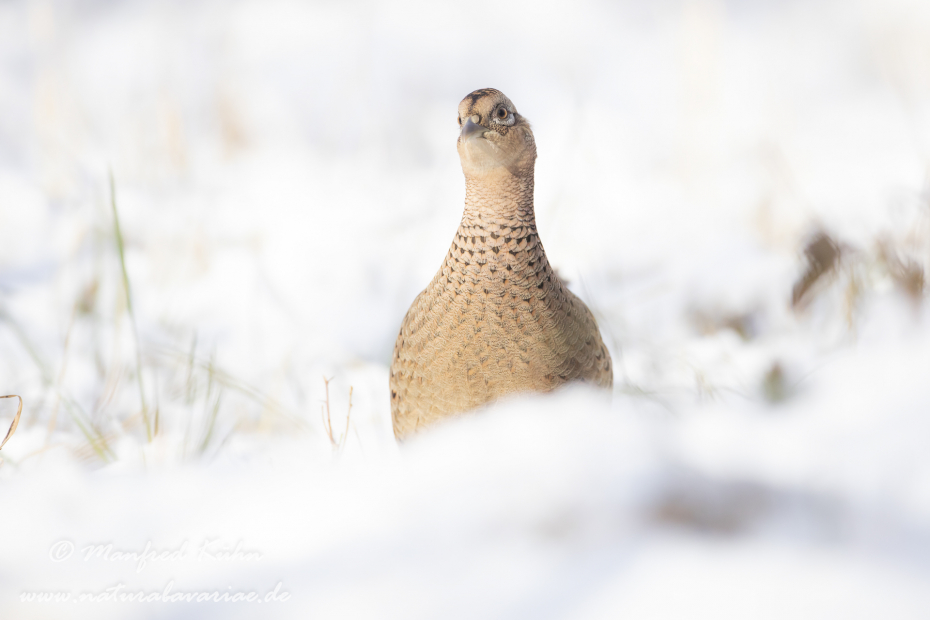 Fasan (Jagdfasan)_0173