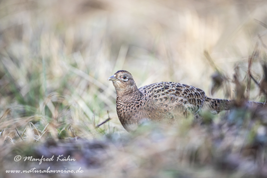 Fasan (Jagdfasan)_0182