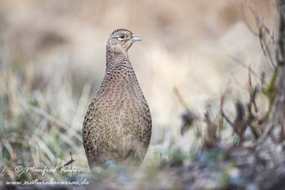 Fasan (Jagdfasan)_0184