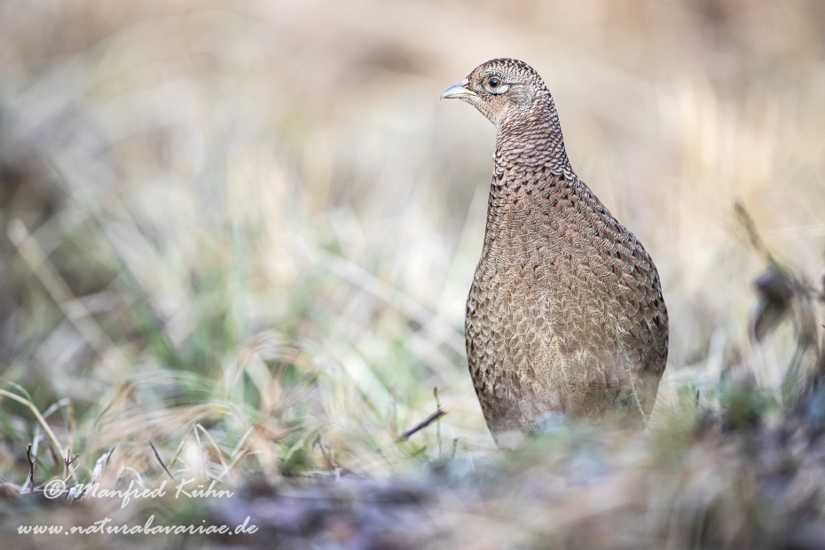 Fasan (Jagdfasan)_0190