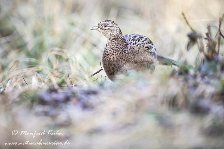 Fasan (Jagdfasan)_0193