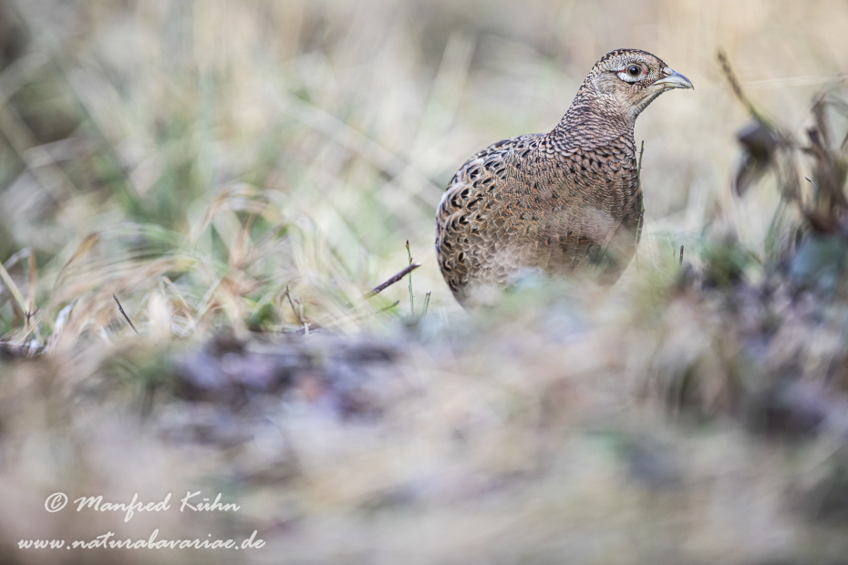 Fasan (Jagdfasan)_0196