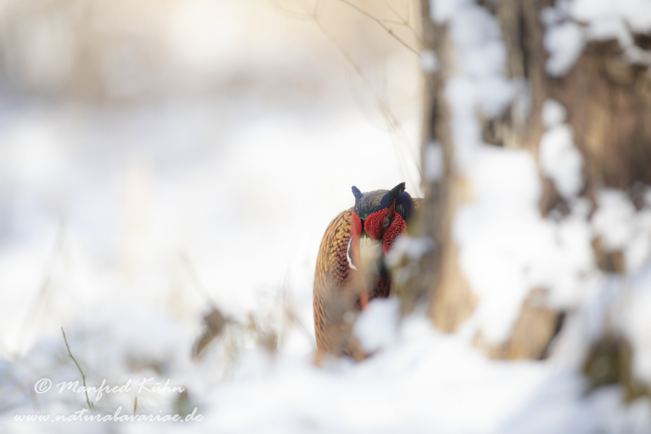 Fasan (Jagdfasan)_0200