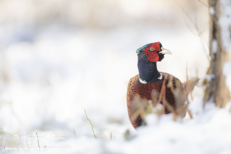 Fasan (Jagdfasan)_0204
