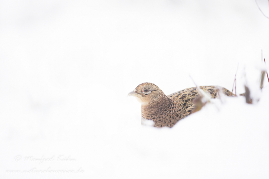 Fasan (Jagdfasan)_0228