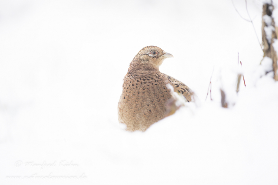 Fasan (Jagdfasan)_0230