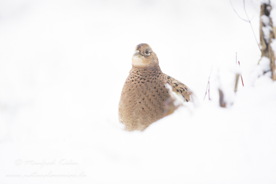 Fasan (Jagdfasan)_0231