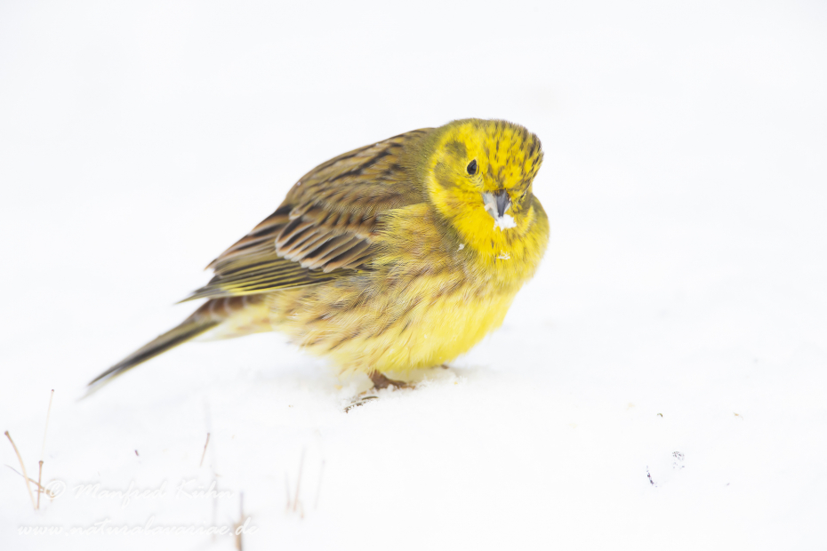 Goldammer ()_0043