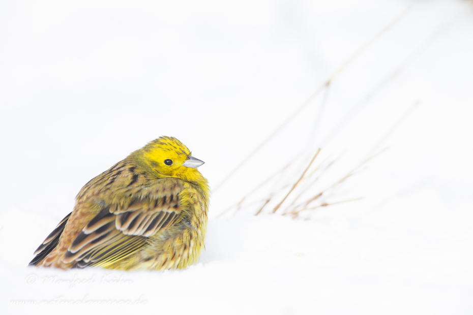 Goldammer ()_0087