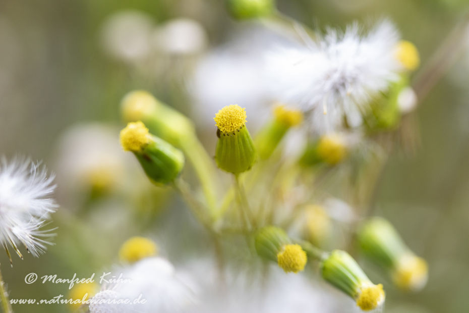 Greiskraut (Gemeines)_0002