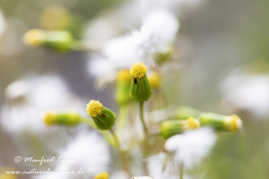 Greiskraut (Gemeines)_0003