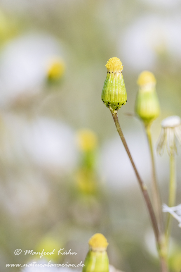 Greiskraut (Gemeines)_0005