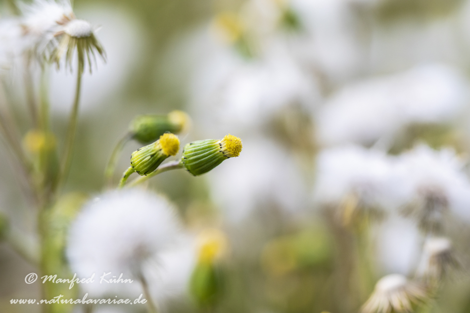 Greiskraut (Gemeines)_0008