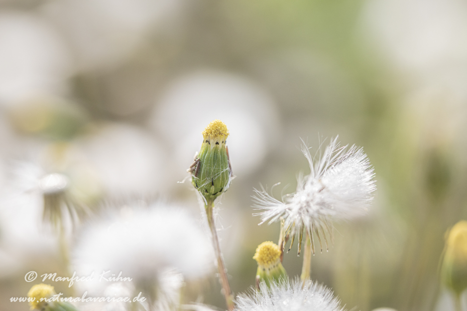 Greiskraut (Gemeines)_0011