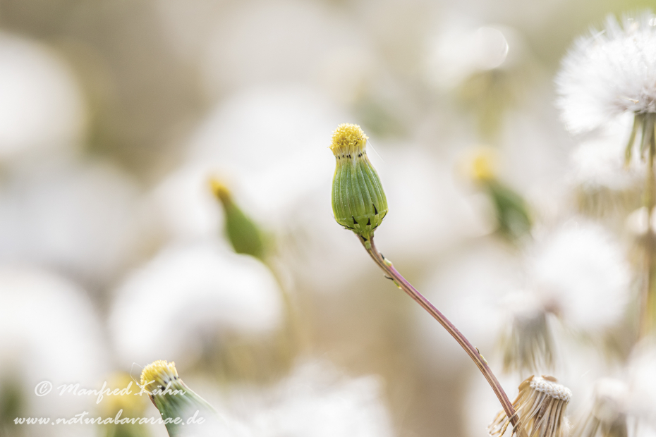 Greiskraut (Gemeines)_0012