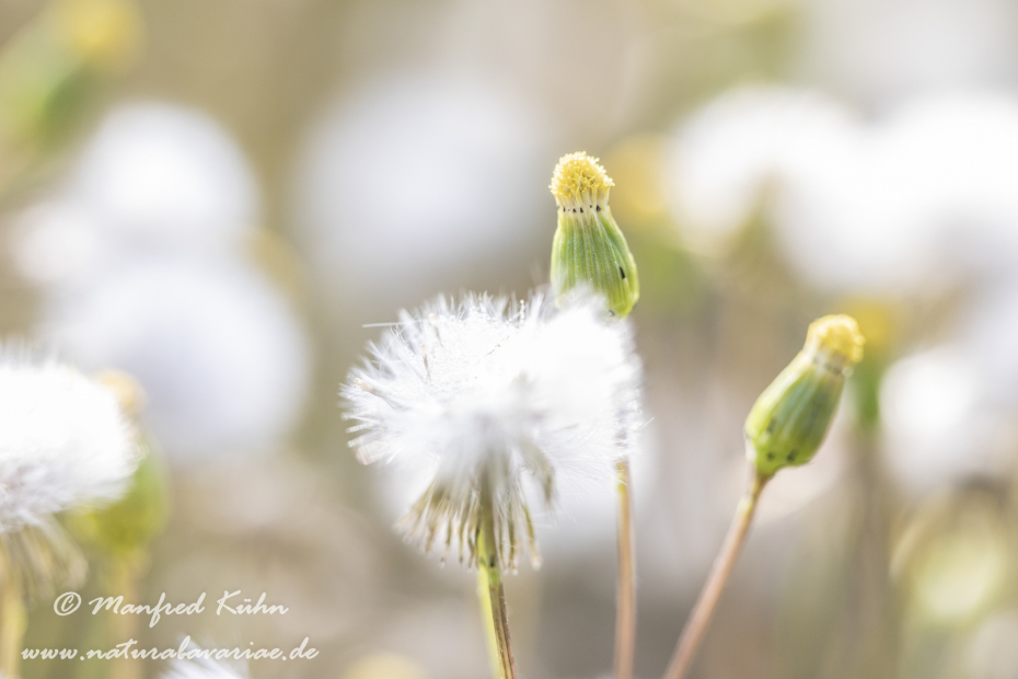 Greiskraut (Gemeines)_0013