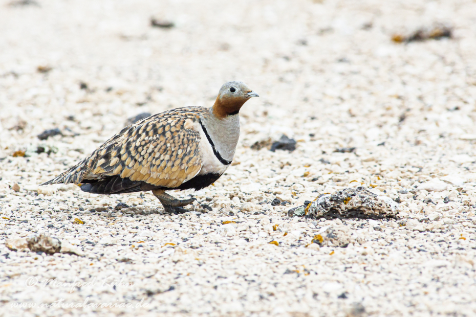 Sandflughuhn ()_0014