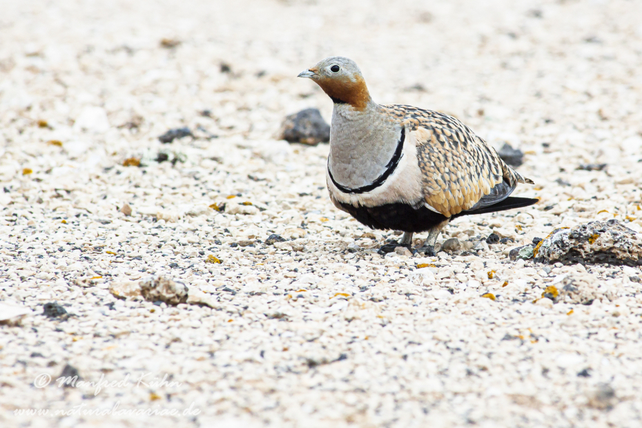 Sandflughuhn ()_0017