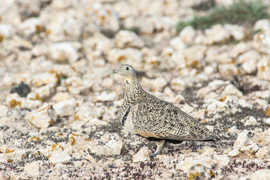 Sandflughuhn ()_0020