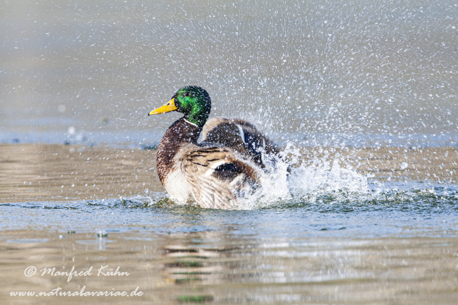 Stockente ()_0031
