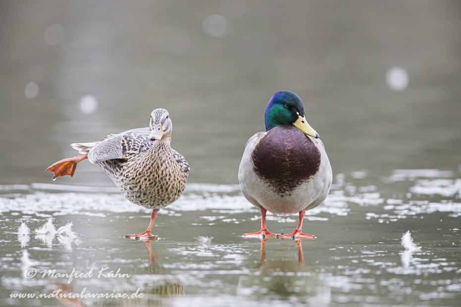 Stockente ()_0039
