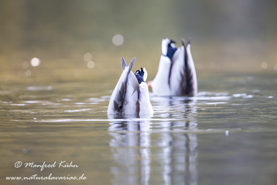 Stockente ()_0041