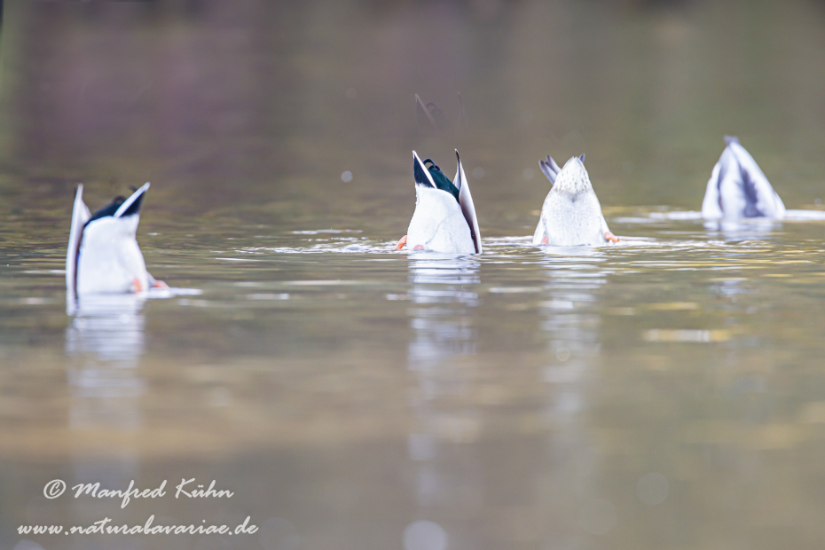 Stockente ()_0042