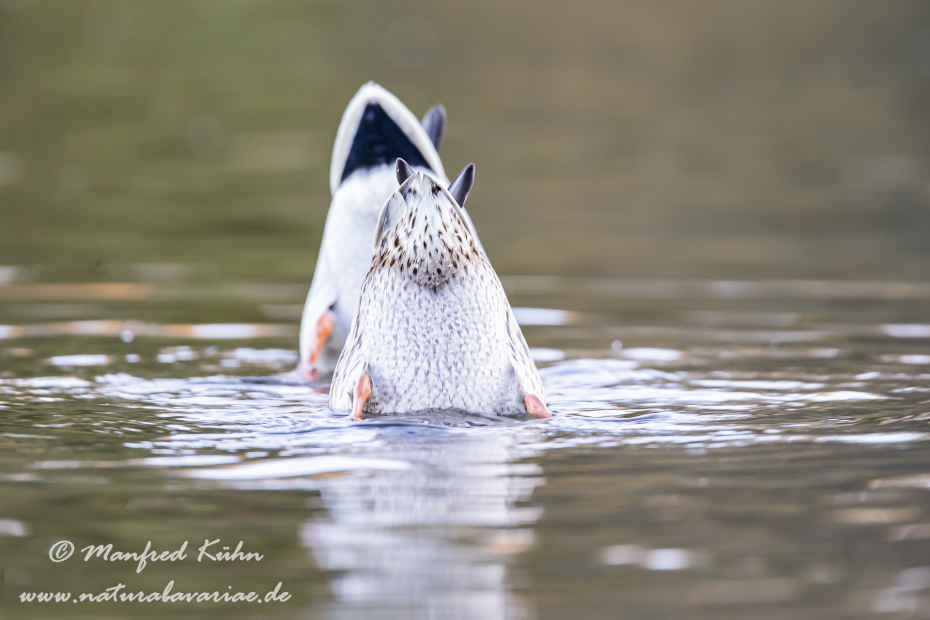 Stockente ()_0043