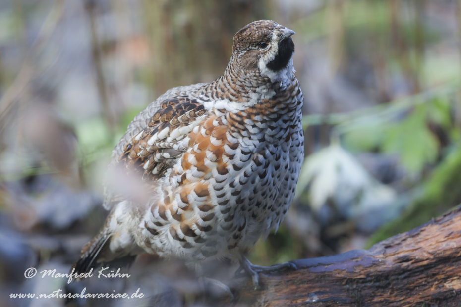 Haselhuhn ()_0041