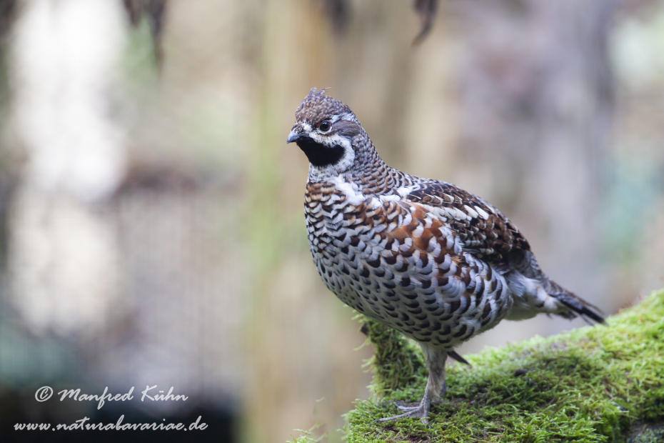 Haselhuhn ()_0043
