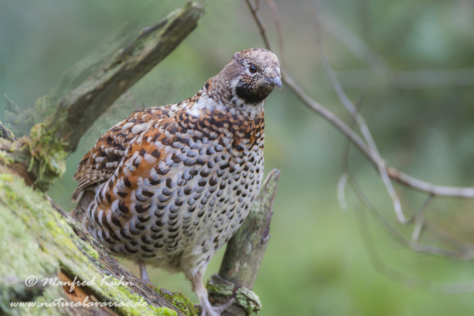 Haselhuhn ()_0077