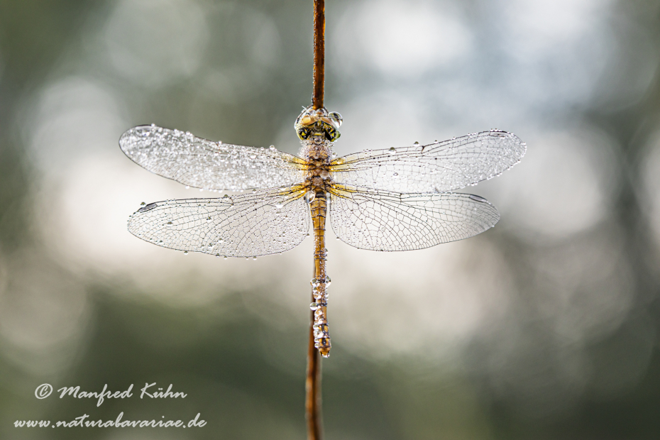 Heidelibelle (Sumpf-)_0060