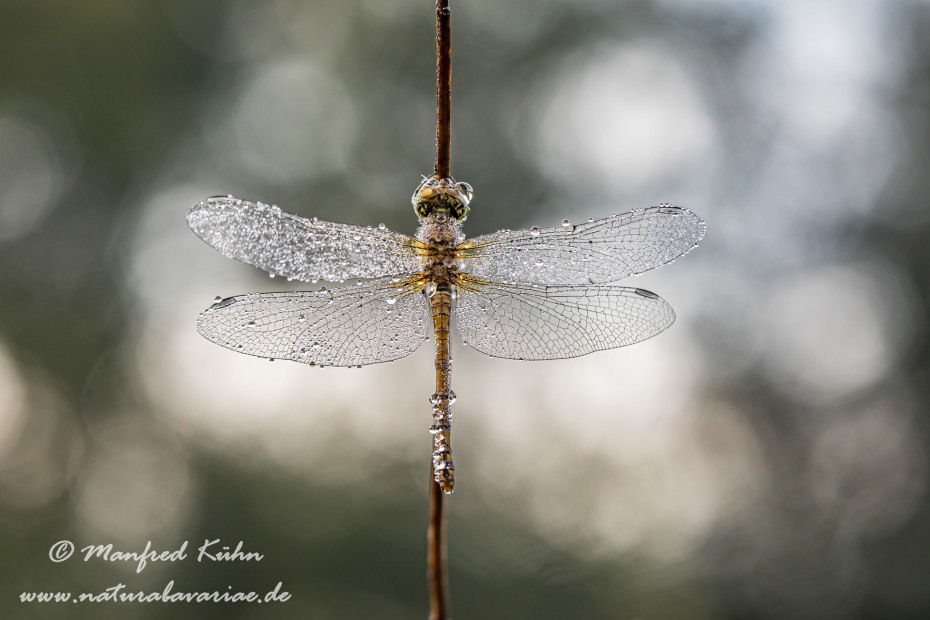 Heidelibelle (Sumpf-)_0062