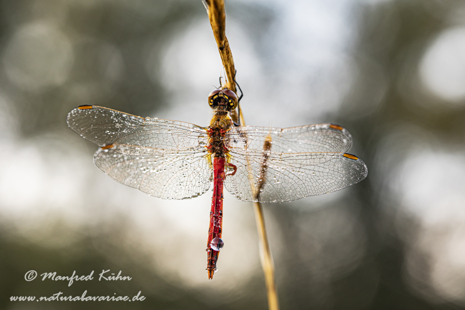 Heidelibelle (Sumpf-)_0066